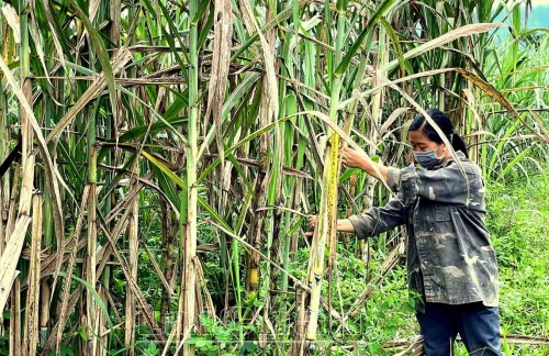 Bí thư chi bộ gương mẫu, làm kinh tế giỏi
