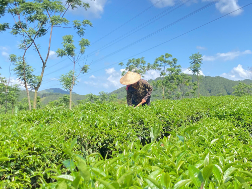 MƯỜNG THAN: SẢN LƯỢNG CHÈ BÚP TƯƠI 9 THÁNG ĐẦU NĂM ƯỚC ĐẠT 1.920 TẤN