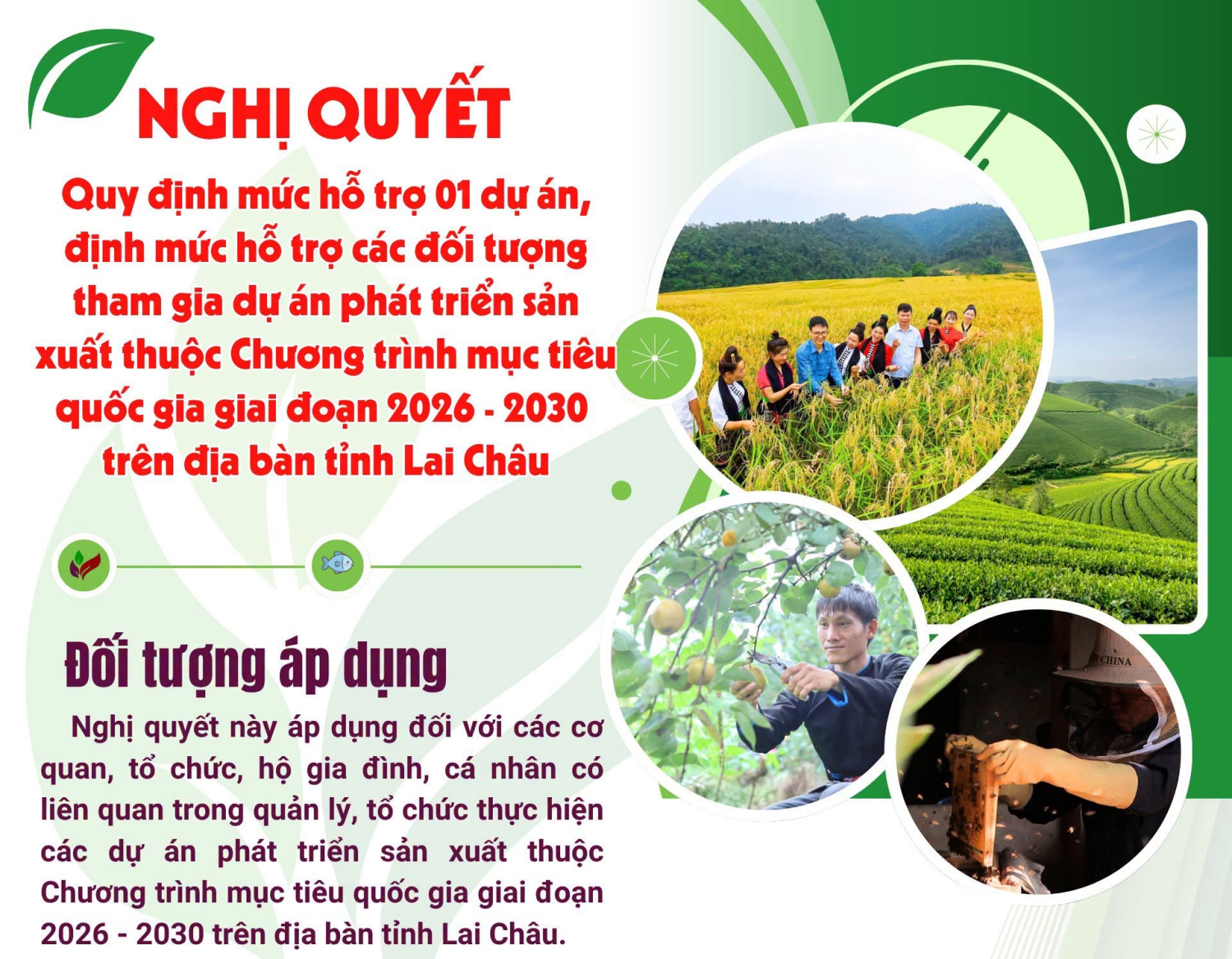NGHỊ QUYẾT QUY ĐỊNH MỨC HỖ TRỢ 01 DỰ ÁN, ĐỊNH MỨC HỖ TRỢ CÁC ĐỐI TƯỢNG THAM GIA DỰ ÁN PHÁT TRIỂN SẢN XUẤT THUỘC CHƯƠNG TRÌNH MỤC TIÊU QUỐC GIA GIAI ĐOẠN 2026 - 2030 TRÊN ĐỊA BÀN TỈNH LAI CHÂU